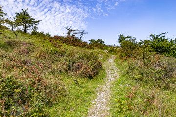 Fototapeta na wymiar Vegetation in Burren way trail, Ballyvaughan