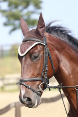 Head shot close up of a beautiful young sport horse during competition