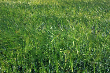 Spikes of rye in the field