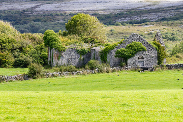 House ruins cover by vegetation in Burren way trail