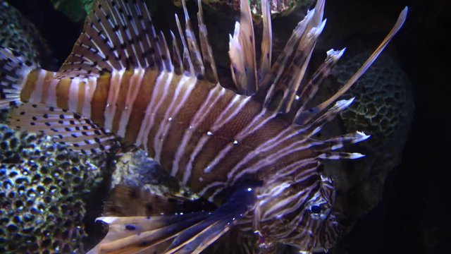 Pterois miles, the devil firefish or common lionfish. Aquarium, New Jersey Kembdon