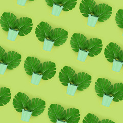 Tropical palm monstera leaves lies in a pastel pails on a colored background. Flat lay trendy...