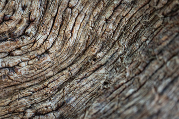 eucalyptus tree stem closeup macro skin