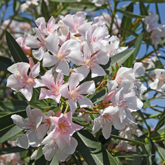 Laurier rose