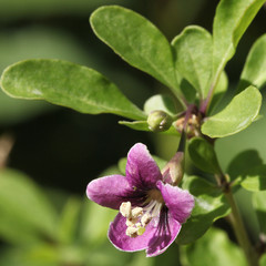 Fleur de  Lycium barbarum