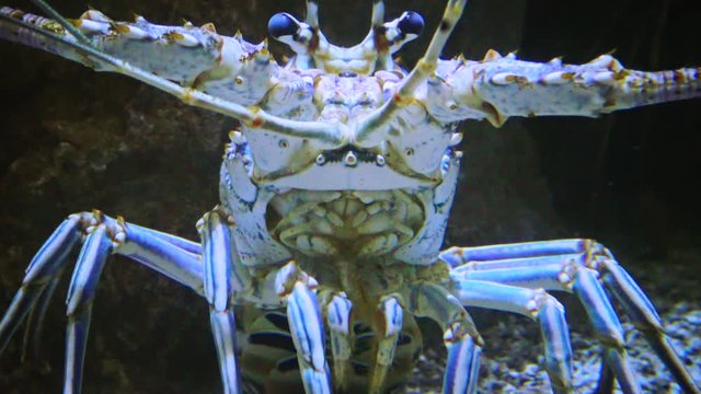 Spiny lobsters, also known as langouste or rock lobsters are a family (Palinuridae), Adventure Aquarium, Camden, New Jersey, USA