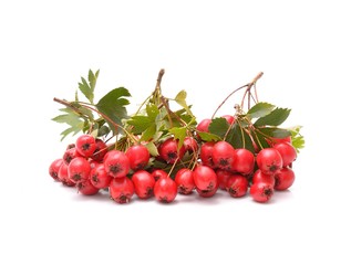 Ripe hawthorn with leaves on a white background