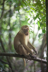 Monkey in a tree