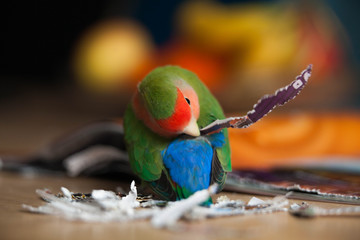 Bird making himself pretty