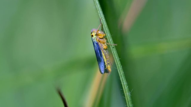 Binsenschmuckzikade an einem Grashalm in einer Makroaufnahme - zappelnd und wegh&uuml;pfend - in UHD