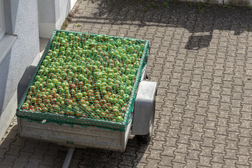 Anhänger voll mit Äpfel
