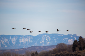 Canada geese in flight over mountains in western Colorado