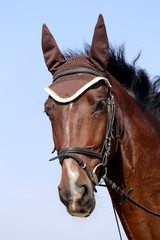 Obraz premium Head shot close up of a beautiful young sport horse during competition