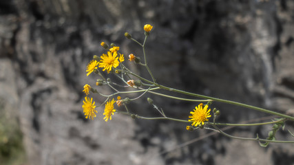 yellow flowers on a dark background