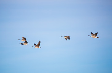 Canada geese in flight