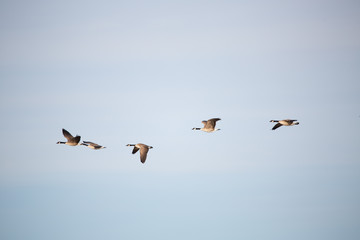 Canada geese in flight