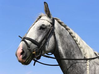 Fototapeta na wymiar Head shot close up of a beautiful young sport horse during competition