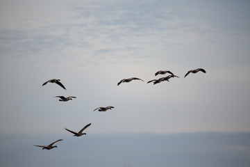Canada geese in flight
