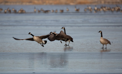 canada geese in flight over icy lake
