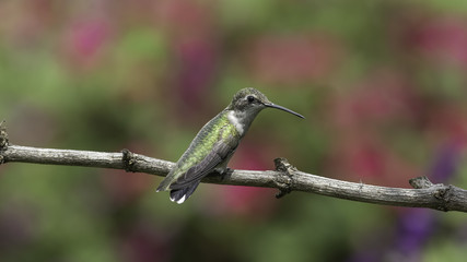 A Short Rest