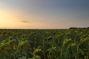 Sunflower field
