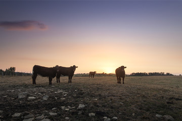 Cows at sunset