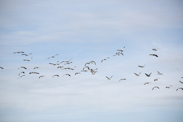 Snow geese in flight against blue sky