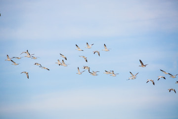 Snow geese in flight against blue sky