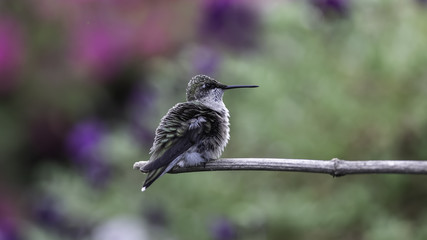 Resting