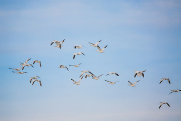 Snow geese in flight against blue sky