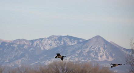 Geese flying with mountains in the background