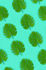 Tropical palm monstera leaves lies on a pastel colored paper. Nature summer concept pattern. Flat...
