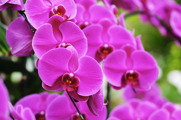 Fototapeta na wymiar beautiful pink orchid flower blooming at Thailand in rainy season