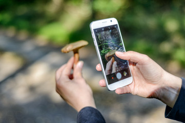 Pilzsucher im Wald fotografiert einen Pilz