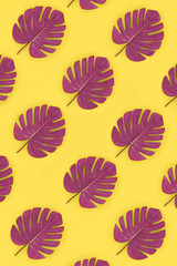 Tropical palm monstera leaves lies on a pastel colored paper. Nature summer concept pattern. Flat...