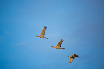 flock of flying sandhill cranes on blue cloudy sky
