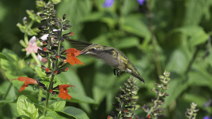 Sweet Summer Garden