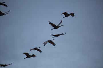 flock of flying sandhill cranes on blue cloudy sky