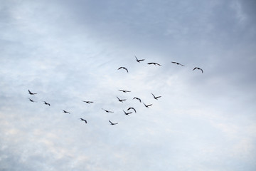 flock of flying sandhill cranes on blue cloudy sky