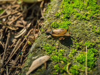 A Snail crawl on moss covered floor