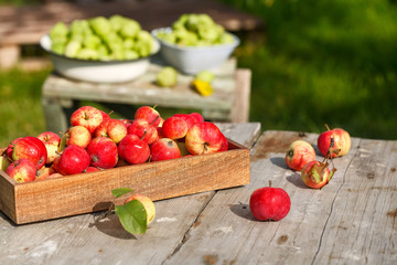 fresh harvest of homemade apples on a wooden table on a green background
