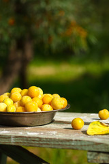 fresh harvest of homemade yellow plum. In an old metal plate on a wooden table. On green background