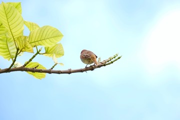 scaly spotted munia