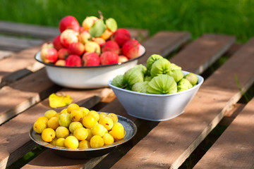 fresh harvest of home fruits and berries. Apples, plums, physalis. In plates on a wooden table on a green background. In sunny day