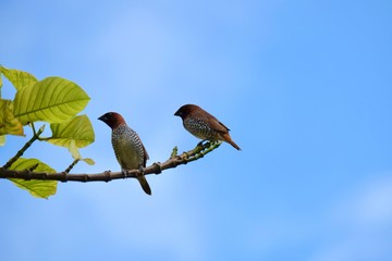 scaly spotted munia