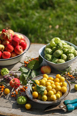 fresh harvest of home fruits and berries. Apples, plums, physalis, sea buckthorn on a wooden table in the garden. Against the background of greenery.