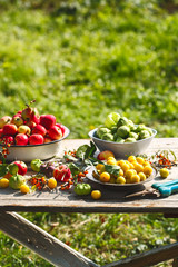 fresh harvest of home fruits and berries. Apples, plums, physalis, sea buckthorn on a wooden table in the garden. Against the background of greenery.