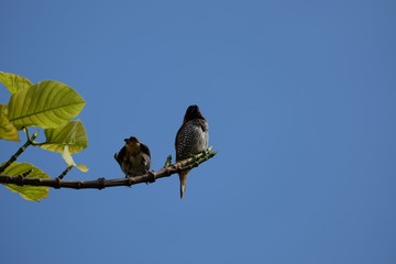 scaly spotted munia