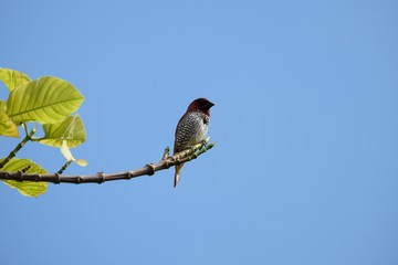 scaly spotted munia