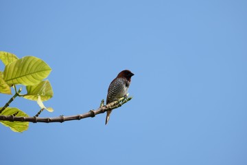 scaly spotted munia